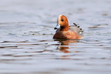 Yüzen ördek. Mavi su arka planı. Ördek: Avrasyalı Wigeon. 