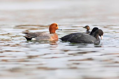 Yüzen ördek. Mavi su arka planı. Ördek: Avrasyalı Wigeon. 