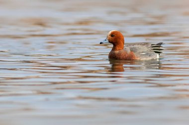 Yüzen ördek. Mavi su arka planı. Ördek: Avrasyalı Wigeon. 