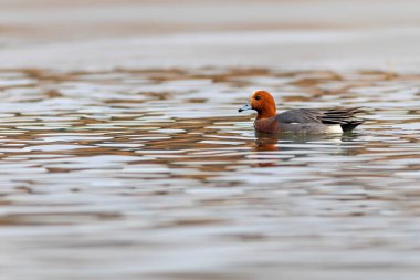 Yüzen ördek. Mavi su arka planı. Ördek: Avrasyalı Wigeon. 