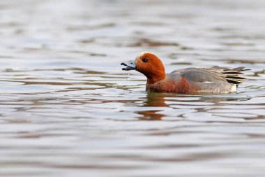 Yüzen ördek. Mavi su arka planı. Ördek: Avrasyalı Wigeon. 