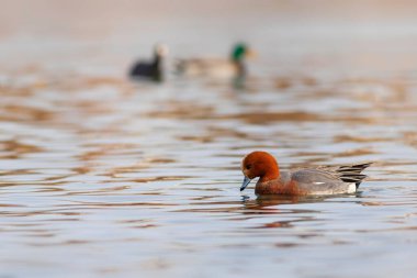 Yüzen ördek. Mavi su arka planı. Ördek: Avrasyalı Wigeon. 