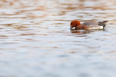 Yüzen ördek. Mavi su arka planı. Ördek: Avrasyalı Wigeon. 