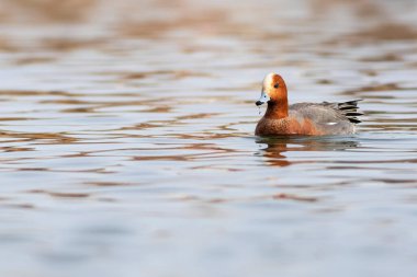 Yüzen ördek. Mavi su arka planı. Ördek: Avrasyalı Wigeon. 