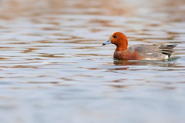 Yüzen ördek. Mavi su arka planı. Ördek: Avrasyalı Wigeon. 