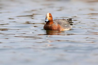 Yüzen ördek. Mavi su arka planı. Ördek: Avrasyalı Wigeon. 