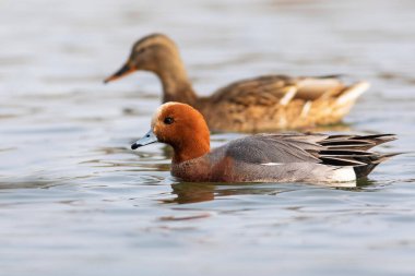 Yüzen ördek. Mavi su arka planı. Ördek: Avrasyalı Wigeon. 