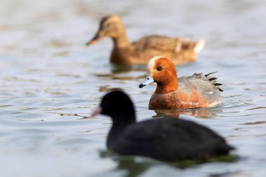 Yüzen ördek. Mavi su arka planı. Ördek: Avrasyalı Wigeon. 