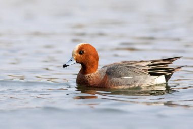 Yüzen ördek. Mavi su arka planı. Ördek: Avrasyalı Wigeon. 