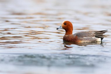 Yüzen ördek. Mavi su arka planı. Ördek: Avrasyalı Wigeon. 