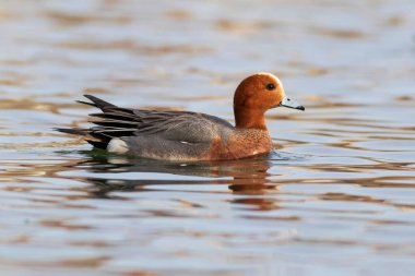Yüzen ördek. Mavi su arka planı. Ördek: Avrasyalı Wigeon. 