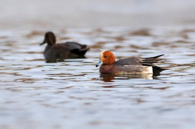 Yüzen ördek. Mavi su arka planı. Ördek: Avrasyalı Wigeon. 