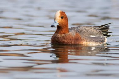 Yüzen ördek. Mavi su arka planı. Ördek: Avrasyalı Wigeon. 