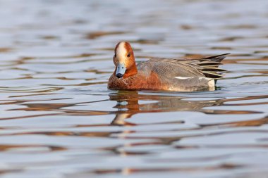Yüzen ördek. Mavi su arka planı. Ördek: Avrasyalı Wigeon. 