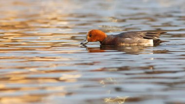 Yüzen ördek. Mavi su arka planı. Ördek: Avrasyalı Wigeon. 