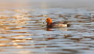 Yüzen ördek. Mavi su arka planı. Ördek: Avrasyalı Wigeon. 