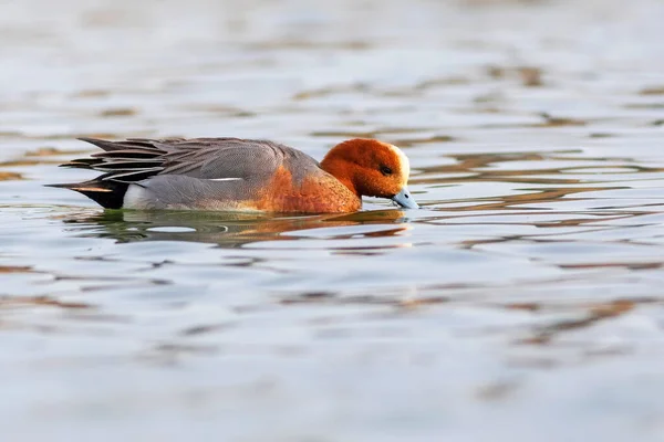 Pato Nadador Fundo Água Azul Pato Eurasiático Wigeon — Fotografia de Stock