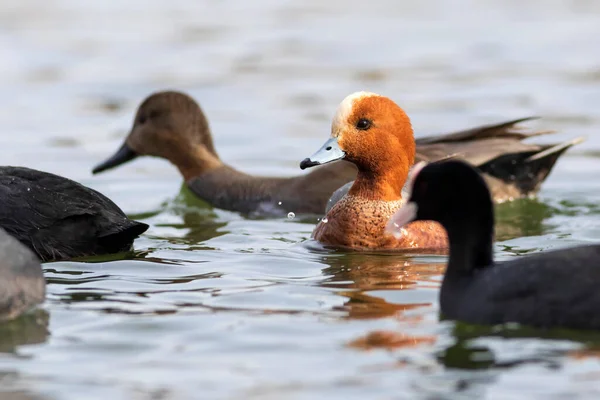 Swimming Duck Blue Water Background Duck Eurasian Wigeon — Stock Photo, Image