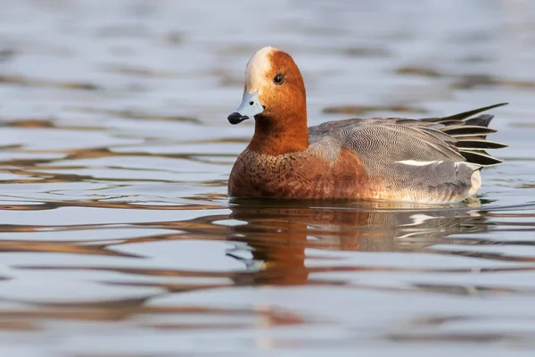 Yüzen ördek. Mavi su arka planı. Ördek: Avrasyalı Wigeon. 