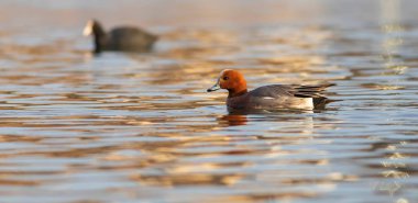 Yüzen ördek. Mavi su arka planı. Ördek: Avrasyalı Wigeon. 
