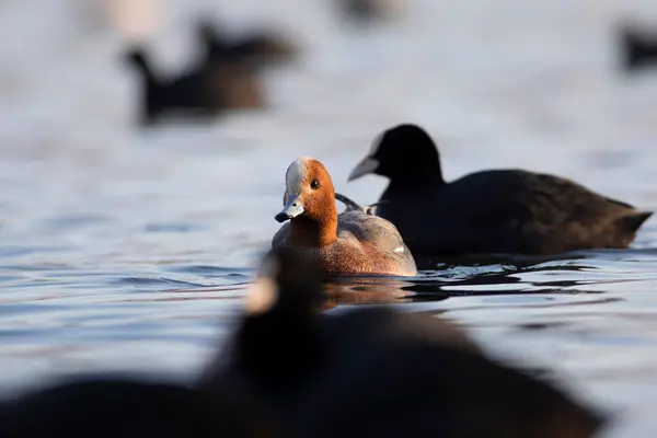 Swimming Duck Blue Water Background Duck Eurasian Wigeon — Stock Photo, Image