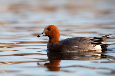 Yüzen ördek. Mavi su arka planı. Ördek: Avrasyalı Wigeon. 