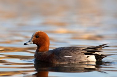 Yüzen ördek. Mavi su arka planı. Ördek: Avrasyalı Wigeon. 