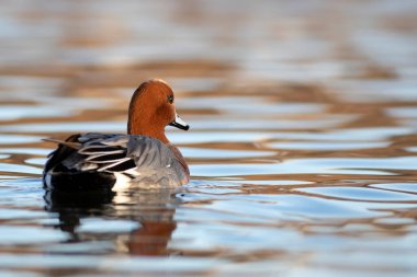 Yüzen ördek. Mavi su arka planı. Ördek: Avrasyalı Wigeon. 