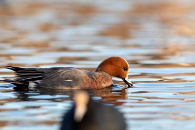 Yüzen ördek. Mavi su arka planı. Ördek: Avrasyalı Wigeon. 