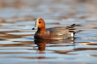 Yüzen ördek. Mavi su arka planı. Ördek: Avrasyalı Wigeon. 