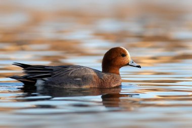 Yüzen ördek. Mavi su arka planı. Ördek: Avrasyalı Wigeon. 