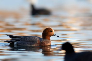 Yüzen ördek. Mavi su arka planı. Ördek: Avrasyalı Wigeon. 