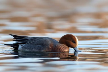 Yüzen ördek. Mavi su arka planı. Ördek: Avrasyalı Wigeon. 