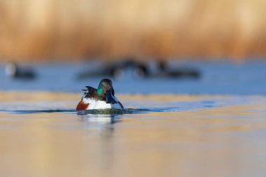 Yüzen ördek. Mavi su arka planı. Ördek, Kuzey Kürekçisi. (Spatula clypeata)
