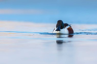 Yüzen ördek. Mavi su arka planı. Ördek, Kuzey Kürekçisi. (Spatula clypeata)