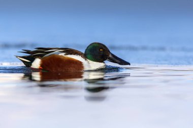 Yüzen ördek. Mavi su arka planı. Ördek, Kuzey Kürekçisi. (Spatula clypeata)