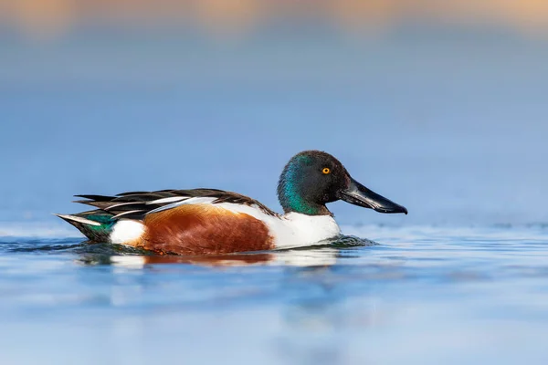 Yüzen ördek. Mavi su arka planı. Ördek, Kuzey Kürekçisi. (Spatula clypeata)