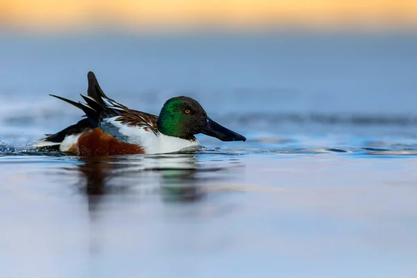 游泳鸭 蓝色水底 Duck North Shoveler Spatula Clypeata — 图库照片