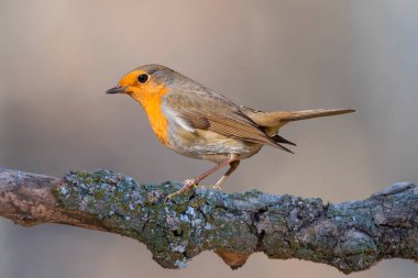 - Robin. Doğa geçmişi. Avrupalı Robin (Erithacus rubecula).