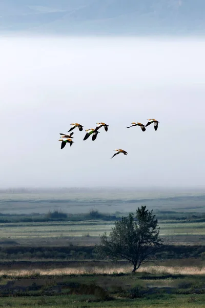 Ιπτάμενα Πουλιά Ομίχλη Φύση Τοπίο — Φωτογραφία Αρχείου