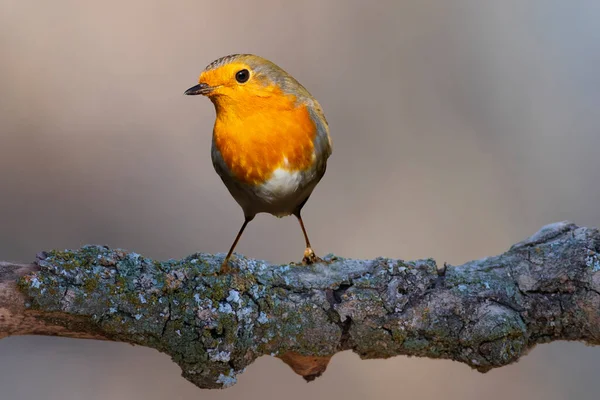 Robin Doğa Geçmişi Avrupalı Robin Erithacus Rubecula — Stok fotoğraf