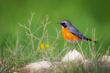 - Robin. Yeşil doğa geçmişi. Beyaz boğazlı Robin. (Irania gutturalis)