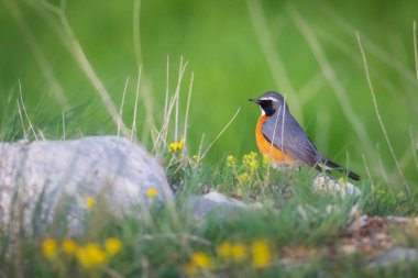 - Robin. Yeşil doğa geçmişi. Beyaz boğazlı Robin. (Irania gutturalis)