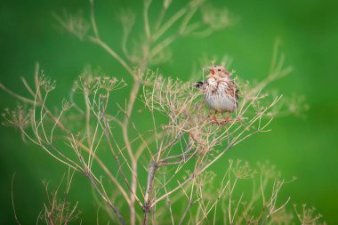 Şarkı söyleyen kuş. Yeşil doğa geçmişi. Mısır Bunting. (Emberiza calandra)