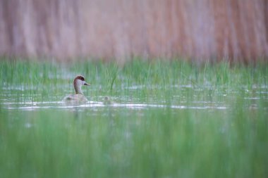 Göl ve ördek. Kırmızı ibikli Pochard. Netta rufina. Yeşil doğa arkaplanı.