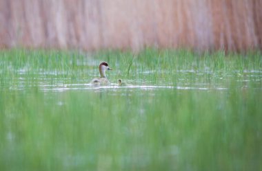 Göl ve ördek. Kırmızı ibikli Pochard. Netta rufina. Yeşil doğa arkaplanı.