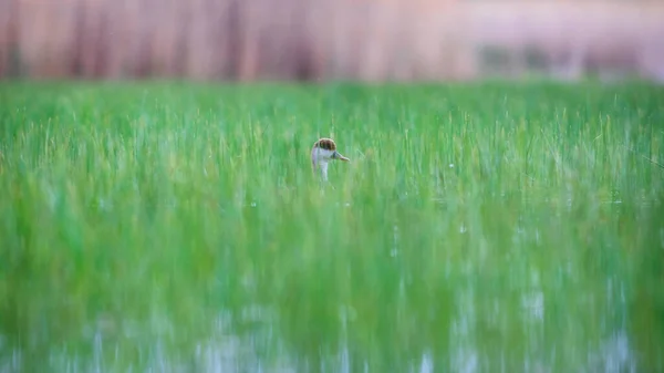 Lago Pato Pochard Crista Vermelha Netta Rufina Fundo Natureza Verde — Fotografia de Stock