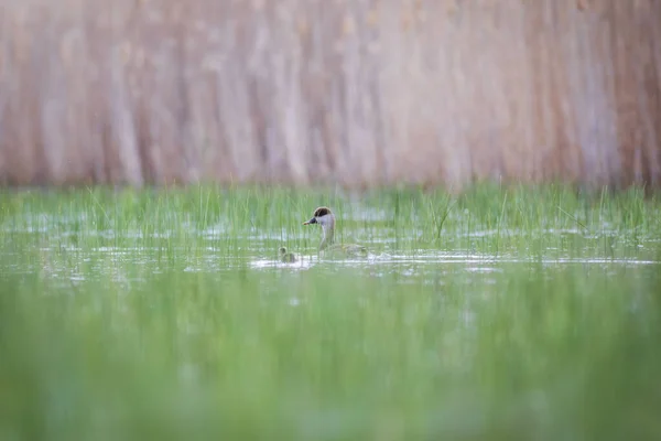 See Und Ente Rotschopfpochard Netta Rufina Hintergrund Der Grünen Natur — Stockfoto