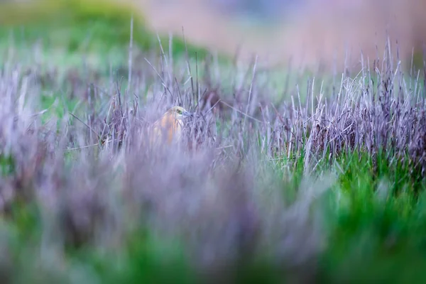 Doğa Kuşlar Squacco Heron Ardeola Ralloides Yeşil Doğa Arkaplanı — Stok fotoğraf