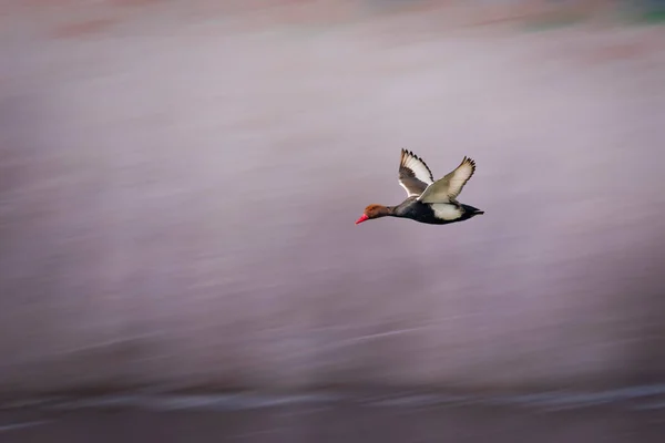 Летающая Утка Рыжеволосый Почард Природа — стоковое фото